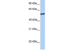 NUDCD1 antibody used at 1 ug/ml to detect target protein. (NUDCD1 Antikörper  (N-Term))