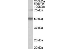 ABIN870666 (1µg/ml) staining of Human Hippocampus lysate (35µg protein in RIPA buffer). (ULK3 Antikörper  (AA 445-458))