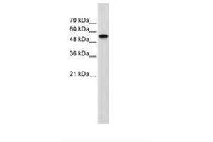Image no. 1 for anti-Nuclear Receptor Subfamily 1, Group H, Member 2 (NR1H2) (N-Term) antibody (ABIN203329)