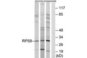Western Blotting (WB) image for anti-Ribosomal Protein S8 (RPS8) (AA 111-160) antibody (ABIN2890067) (RPS8 Antikörper  (AA 111-160))