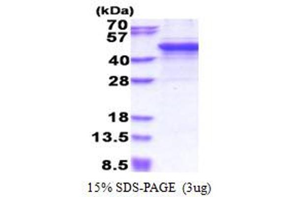 MMP3 Protein (AA 100-477) (His tag)