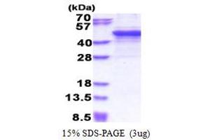 SDS-PAGE (SDS) image for Matrix Metallopeptidase 3 (Stromelysin 1, Progelatinase) (MMP3) (AA 100-477) protein (His tag) (ABIN6387390)