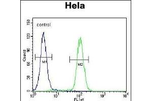 KI Antibody (C-term) (ABIN655488 and ABIN2845010) flow cytometric analysis of Hela cells (right histogram) compared to a negative control cell (left histogram). (KIAA0999 (AA 1233-1263), (C-Term) Antikörper)