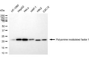 Western blotting analysis using Polyamine modulated factor 1 antibody (ABIN7799872).