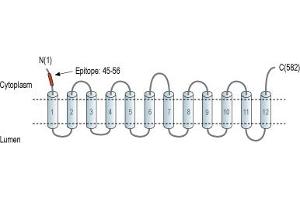 Representative domain view of the target of ABIN7885440.