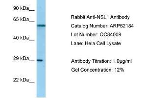 Western Blotting (WB) image for anti-NSL1, MIND Kinetochore Complex Component, Homolog (NSL1) (C-Term) antibody (ABIN2789054) (NSL1 Antikörper  (C-Term))