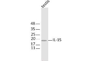 Mouse testis lysates probed with IL-11 Polyclonal Antibody, Unconjugated  at 1:300 dilution and 4˚C overnight incubation. (IL-11 Antikörper  (AA 22-120))