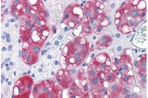 Human Adrenal (formalin-fixed, paraffin-embedded) stained with LYPD3 antibody ABIN351429 at 15 ug/ml followed by biotinylated goat anti-rabbit IgG secondary antibody ABIN481713, alkaline phosphatase-streptavidin and chromogen. (LYPD3 Antikörper  (C-Term))