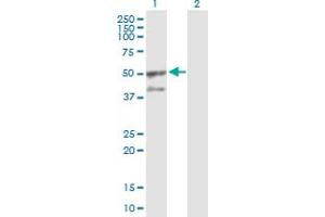 Western Blot analysis of GORASP2 expression in transfected 293T cell line by GORASP2 MaxPab polyclonal antibody.