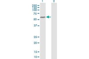 BANP antibody  (AA 1-469)