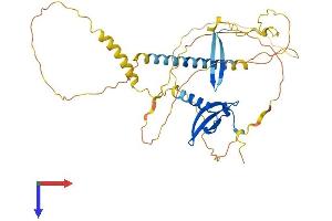 CBX8 Protein (AA 1-389) (His tag)