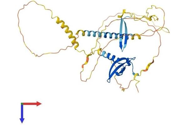 CBX8 Protein (AA 1-389) (His tag)