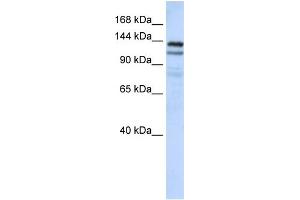 WB Suggested Anti-NOMO1 Antibody Titration: 0.