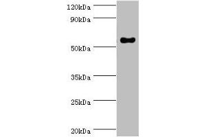 Western blot All lanes: IFNGR1 antibody at 2 μg/mL + Mouse lung tissue Secondary Goat polyclonal to rabbit IgG at 1/10000 dilution Predicted band size: 55, 22 kDa Observed band size: 55 kDa (IFNGR1 Antikörper  (AA 270-489))