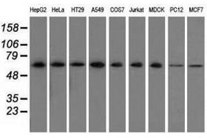 Image no. 1 for anti-Sorting Nexin 9 (SNX9) antibody (ABIN1501044) (SNX9 Antikörper)