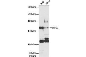 Western blot analysis of extracts of various cell lines, using LRIG1 antibody (ABIN6293213) at 1:3000 dilution. (Lrig1 Antikörper)