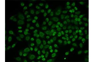Immunofluorescence (IF) image for anti-RAD54-Like 2 (RAD54L2) antibody (ABIN1877130) (ARIP4 Antikörper)