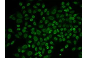 Immunofluorescence (IF) image for anti-RAD54-Like 2 (RAD54L2) antibody (ABIN1877130) (ARIP4 Antikörper)