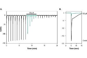 alpha-Bungarotoxin protein (FITC)
