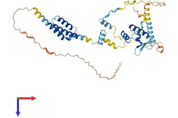 NSMCE4A Protein (AA 1-385) (His tag)