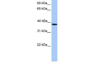 Western Blotting (WB) image for anti-Casein Kinase 2, alpha Prime Polypeptide (CSNK2A2) antibody (ABIN2459692) (CSNK2A2 Antikörper)