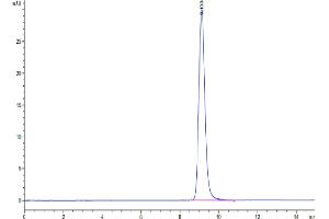 The purity of Cynomolgus LAMP5 is greater than 95 % as determined by SEC-HPLC. (LAMP5 Protein (AA 30-235) (His tag))