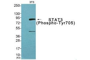 Western Blotting (WB) image for anti-Signal Transducer and Activator of Transcription 3 (Acute-Phase Response Factor) (STAT3) (pTyr705) antibody (ABIN1847535) (STAT3 Antikörper  (pTyr705))
