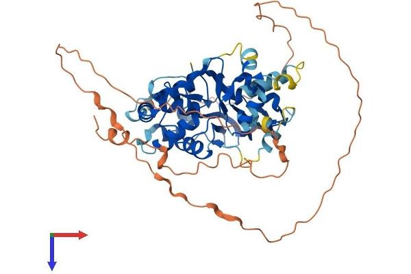 PRKAG3 Protein (AA 1-489) (His tag)
