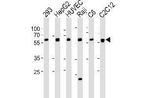 Western blot analysis of lysates from 293, HepG2, HUVEC, Raji, rat C6, mouse C2C12 cell line (from left to right), using SPHK1 Antibody  (ABIN391346 and ABIN2841367). (SPHK1 Antikörper  (AA 286-315))