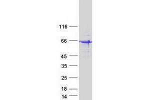 Validation with Western Blot (SHF Protein (Myc-DYKDDDDK Tag))