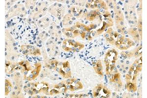 ABIN6262907 and ABIN6276982 at 1/100 staining Rat kidney tissue by IHC-P. (LAMP2 Antikörper  (C-Term))