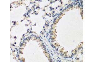 Immunohistochemistry of paraffin-embedded Mouse lung using BMP2 Polyclonal Antibody at dilution of 1:200 (40x lens). (BMP2 Antikörper)