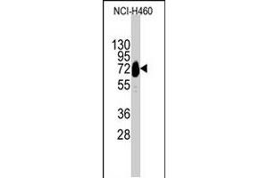 Western blot analysis of CDH10 polyclonal antibody  in NCI-H460 cell line lysates (35 ug/lane). (CDH10 Antikörper  (C-Term))
