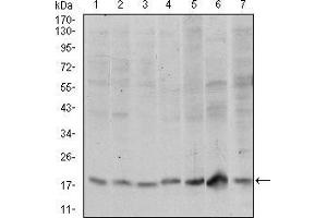 Western blot analysis using SKP1 mouse mAb against Hela (1), RAJI (2), Jurkat (3), MCF-7 (4), HepG2 (5), PC-12 (6) and Cos7 (7) cell lysate. (SKP1 Antikörper)