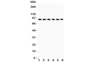 Western blot testing of Oct-1 antibody and Lane 1:  rat liver;  and human samples 2: placenta;  3: Jurkat;  4: HeLa;  5: A549;  6: SMMC-7721.