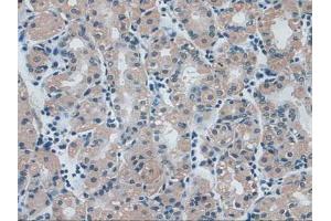 IHC-P analysis of Human Stomach Tissue, with DAB staining. (IDE Antikörper  (AA 753-973))