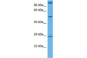 Host:  Mouse  Target Name:  BDNF  Sample Tissue:  Mouse Testis  Antibody Dilution:  1ug/ml (BDNF Antikörper  (Middle Region))