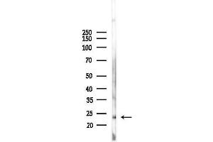 Western blot analysis of lysates from Mouse liver, using MRPL13 Antibody at 1/1000 dilution.