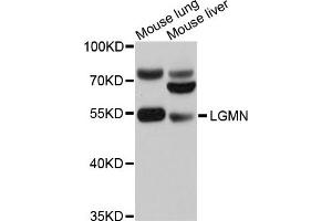 Western blot analysis of extracts of mouse lung and mouse liver cells, using LGMN antibody. (LGMN Antikörper)