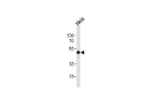 Western blot analysis of lysate from Hela cell line, using WWTR1 Antibody (C-term) (ABIN6243336 and ABIN6577794). (WWTR1 Antikörper  (C-Term))