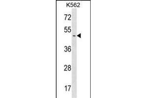 ME1 Antibody (C-term) (ABIN1537187 and ABIN2848923) western blot analysis in K562 cell line lysates (35 μg/lane). (PPME1 Antikörper  (C-Term))
