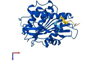 LYPLA2 Protein (AA 1-231) (His tag)