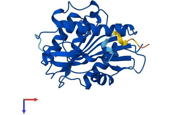 LYPLA2 Protein (AA 1-231) (His tag)
