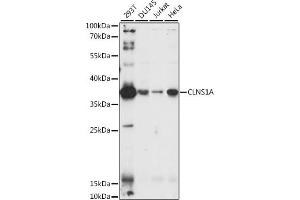 Western blot analysis of extracts of various cell lines, using CLNS1A antibody (ABIN6134287, ABIN6138737 and ABIN7101855) at 1:1000 dilution. (CLNS1A Antikörper)