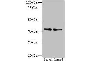 Western blot All lanes: POLR3F antibody at 8 μg/mL Lane 1: Hela whole cell lysate Lane 2: HepG2 whole cell lysate Secondary Goat polyclonal to rabbit IgG at 1/10000 dilution Predicted band size: 36 kDa Observed band size: 36 kDa (POLR3F Antikörper  (AA 1-270))