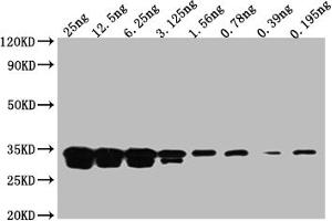 Western Blotting (WB) image for anti-Green Fluorescent Protein (GFP) antibody (ABIN7141875)