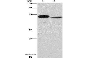 Western blot analysis of Mouse panceas tissue and NIH/3T3 cell, using IRF9 Polyclonal Antibody at dilution of 1:380 (IRF9 Antikörper)