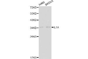 Western blot analysis of extracts of various cell lines, using IL1A antibody. (IL1A Antikörper)