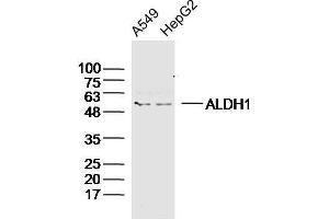 Human A549 and HepG2 cells probed with ALDH1 Polyclonal Antibody, unconjugated  at 1:300 overnight at 4°C followed by a conjugated secondary antibody at 1:20000 for 60 minutes at 37°C. (ALDH1A1 Antikörper  (AA 201-300))
