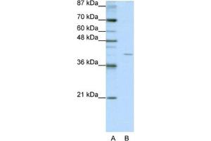 Western Blotting (WB) image for anti-Eukaryotic Translation Initiation Factor 3, Subunit G (EIF3G) antibody (ABIN2462152) (EIF3G Antikörper)